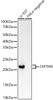 Western blot analysis of extracts of various cell lines, using CMTM6 antibody (CAB21292) at1:20000 dilution. Secondary antibody: HRP Goat Anti-Rabbit IgG (H+L) at 1:10000 dilution. Lysates/proteins: 25μg per lane. Blocking buffer: 3% nonfat dry milk in TBST.