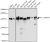 Western blot analysis of extracts of various cell lines, using N-Cadherin antibody (CAB21308) at 1:1000 dilution. Secondary antibody: HRP Goat Anti-Rabbit IgG (H+L) at 1:10000 dilution. Lysates/proteins: 25μg per lane. Blocking buffer: 3% nonfat dry milk in TBST.