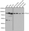 Western blot analysis of extracts of various cell lines, using TTLL12 antibody (CAB21407) at 1:1000 dilution. Secondary antibody: HRP Goat Anti-Rabbit IgG (H+L) at 1:10000 dilution. Lysates/proteins: 25μg per lane. Blocking buffer: 3% nonfat dry milk in TBST.