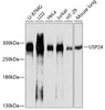 Western blot analysis of extracts of various cell lines, using USP24 antibody (CAB21416) at 1:1000 dilution. Secondary antibody: HRP Goat Anti-Rabbit IgG (H+L) at 1:10000 dilution. Lysates/proteins: 25μg per lane. Blocking buffer: 3% nonfat dry milk in TBST.