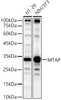 Western blot analysis of various lysates, using MTAP Rabbit pAb (CAB21496) at 1:400 dilution. Secondary antibody: HRP Goat Anti-Rabbit IgG (H+L) at 1:10000 dilution. Lysates/proteins: 25ug per lane. Blocking buffer: 3% nonfat dry milk in TBST.