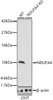 Western blot analysis of extracts from wild type(WT) and NDUFA4 knockout (KO) 293T(KO) cells, using NDUFA4 antibody (CAB21502) at 1:1000 dilution. Secondary antibody: HRP Goat Anti-Rabbit IgG (H+L) at 1:10000 dilution. Lysates/proteins: 25μg per lane. Blocking buffer: 3% nonfat dry milk in TBST.