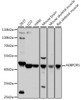 Western blot analysis of extracts of various cell lines, using ADIPOR1 antibody (CAB21533) at 1:1000 dilution. Secondary antibody: HRP Goat Anti-Rabbit IgG (H+L) at 1:10000 dilution. Lysates/proteins: 25μg per lane. Blocking buffer: 3% nonfat dry milk in TBST.