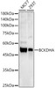 Western blot analysis of various lysates, using BCKDHA Rabbit pAb (CAB21588) at 1:1000 dilution. Secondary antibody: HRP Goat Anti-Rabbit IgG (H+L) at 1:10000 dilution. Lysates/proteins: 25μg per lane. Blocking buffer: 3% nonfat dry milk in TBST.