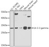 Western blot analysis of extracts of various cell lines, using 14-3-3 gamma antibody (CAB21651) at 1:500 dilution. Secondary antibody: HRP Goat Anti-Rabbit IgG (H+L) at 1:10000 dilution. Lysates/proteins: 25μg per lane. Blocking buffer: 3% nonfat dry milk in TBST.