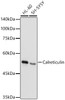 Western blot analysis of extracts of various cell lines, using Calreticulin antibody (CAB21665) at 1:1000 dilution. Secondary antibody: HRP Goat Anti-Rabbit IgG (H+L) at 1:10000 dilution. Lysates/proteins: 25μg per lane. Blocking buffer: 3% nonfat dry milk in TBST.