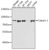 Western blot analysis of extracts of various cell lines, using Calpain 1 antibody (CAB21673) at 1:1000 dilution. Secondary antibody: HRP Goat Anti-Rabbit IgG (H+L) at 1:10000 dilution. Lysates/proteins: 25μg per lane. Blocking buffer: 3% nonfat dry milk in TBST.