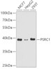 Western blot analysis of extracts of various cell lines, using PSRC1 antibody (CAB21689) at 1:1000 dilution. Secondary antibody: HRP Goat Anti-Rabbit IgG (H+L) at 1:10000 dilution. Lysates/proteins: 25μg per lane. Blocking buffer: 3% nonfat dry milk in TBST.