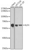 Western blot analysis of extracts of various cell lines, using KLF4 antibody (CAB21709) at 1:1000 dilution. Secondary antibody: HRP Goat Anti-Rabbit IgG (H+L) at 1:10000 dilution. Lysates/proteins: 25μg per lane. Blocking buffer: 3% nonfat dry milk in TBST.