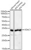 Western blot analysis of various lysates, using VDAC1 antibody (CAB21730) at 1:600 dilution. Secondary antibody: HRP Goat Anti-Rabbit IgG (H+L) at 1:10000 dilution. Lysates/proteins: 25μg per lane. Blocking buffer: 3% nonfat dry milk in TBST.
