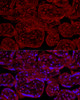 Immunofluorescence analysis of human placenta cells using eNOS Rabbit pAb (CAB21751) at dilution of 1:100 (40x lens). Blue: DAPI for nuclear staining.