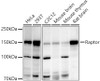 Western blot analysis of extracts of various cell lines, using Raptor antibody (CAB21755) at 1:500 dilution. Secondary antibody: HRP Goat Anti-Rabbit IgG (H+L) at 1:10000 dilution. Lysates/proteins: 25μg per lane. Blocking buffer: 3% nonfat dry milk in TBST.
