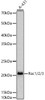 Western blot analysis of lysates from A-431 cells, using Rac1/2/3 Rabbit pAb (CAB21786) at 1:1000 dilution. Secondary antibody: HRP Goat Anti-Rabbit IgG (H+L) at 1:10000 dilution. Lysates/proteins: 25ug per lane. Blocking buffer: 3% nonfat dry milk in TBST.