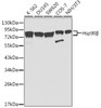 Western blot analysis of extracts of various cell lines, using HSP90AB1 antibody (CAB21799) at 1:1000 dilution. Secondary antibody: HRP Goat Anti-Rabbit IgG (H+L) at 1:10000 dilution. Lysates/proteins: 25μg per lane. Blocking buffer: 3% nonfat dry milk in TBST.