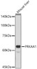 Western blot analysis of extracts of Mouse liver, using AMPKα1 antibody (CAB21813) at 1:500 dilution. Secondary antibody: HRP Goat Anti-Rabbit IgG (H+L) at 1:10000 dilution. Lysates/proteins: 25μg per lane. Blocking buffer: 3% nonfat dry milk in TBST.