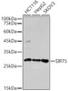 Western blot analysis of extracts of various cell lines, using SIRT5 antibody (CAB21827) at 1:500 dilution. Secondary antibody: HRP Goat Anti-Rabbit IgG (H+L) at 1:10000 dilution. Lysates/proteins: 25μg per lane. Blocking buffer: 3% nonfat dry milk in TBST.