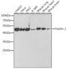 Western blot analysis of extracts of various cell lines, using Flotillin 1 antibody (CAB21832) at 1:1000 dilution. Secondary antibody: HRP Goat Anti-Rabbit IgG (H+L) at 1:10000 dilution. Lysates/proteins: 25μg per lane. Blocking buffer: 3% nonfat dry milk in TBST.