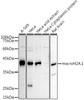 Western blot analysis of extracts of various cell lines, using macroH2A. 1 antibody (CAB21836) at 1:1000 dilution. Secondary antibody: HRP Goat Anti-Rabbit IgG (H+L) at 1:10000 dilution. Lysates/proteins: 25μg per lane. Blocking buffer: 3% nonfat dry milk in TBST.