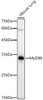 Western blot analysis of extracts of Mouse lung, using MyD88 antibody (CAB21905) at1:2000 dilution. Secondary antibody: HRP Goat Anti-Rabbit IgG (H+L) at1:10000 dilution. Lysates/proteins: 25μg per lane. Blocking buffer: 3% nonfat dry milk in TBST.