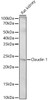 Western blot analysis of extracts of Rat kidney, using Claudin 1 antibody (CAB21949) at 1:500 dilution. Secondary antibody: HRP Goat Anti-Rabbit IgG (H+L) at 1:10000 dilution. Lysates/proteins: 25μg per lane. Blocking buffer: 3% nonfat dry milk in TBST.