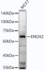 Western blot analysis of extracts of MCF7 cells, using ENOX2 antibody (CAB21967) at1:2000 dilution. Secondary antibody: HRP Goat Anti-Rabbit IgG (H+L) at 1:200000 dilution. Lysates/proteins: 25μg per lane. Blocking buffer: 3% nonfat dry milk in TBST.