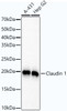 Western blot analysis of extracts of various cell lines, using Claudin 1 antibody (CAB21971) at1:2000 dilution. Secondary antibody: HRP Goat Anti-Rabbit IgG (H+L) at 1:10000 dilution. Lysates/proteins: 25μg per lane. Blocking buffer: 3% nonfat dry milk in TBST.