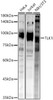 Western blot analysis of extracts of various cell lines, using TLK1 antibody (CAB21987) at 1:1000 dilution. Secondary antibody: HRP Goat Anti-Rabbit IgG (H+L) at 1:10000 dilution. Lysates/proteins: 25μg per lane. Blocking buffer: 3% nonfat dry milk in TBST.