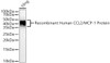 Western blot analysis of Recombinant Human CCL2/MCP-1 Protein, using CCL2/MCP-1 antibody (CAB21991) at 1:1000 dilution. Secondary antibody: HRP Goat Anti-Rabbit IgG (H+L) at 1:10000 dilution. Lysates/proteins: 25μg per lane. Blocking buffer: 3% nonfat dry milk in TBST.