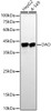 Western blot analysis of extracts of various cell lines, using DAO antibody (CAB22081) at1:20000 dilution. Secondary antibody: HRP Goat Anti-Rabbit IgG (H+L) at 1:10000 dilution. Lysates/proteins: 25μg per lane. Blocking buffer: 3% nonfat dry milk in TBST.
