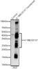 Western blot analysis of 293T, using 4-1BB/CD137 antibody (CAB22167) at1:20000 dilution. Secondary antibody: HRP Goat Anti-Rabbit IgG (H+L) at 1:10000 dilution. Lysates/proteins: 25μg per lane. Blocking buffer: 3% nonfat dry milk in TBST.