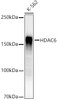 Western blot analysis of extracts from K-562 cells, using HDAC6 Rabbit mAb (CAB22169) at1:2000 dilution. Secondary antibody: HRP Goat Anti-Rabbit IgG (H+L) at 1:10000 dilution. Lysates/proteins: 25μg per lane. Blocking buffer: 3% nonfat dry milk in TBST.