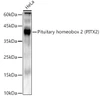 Western blot analysis of HeLa, using Pituitary homeobox 2 (PITX2) antibody (CAB22173) at1:2000 dilution. Secondary antibody: HRP Goat Anti-Rabbit IgG (H+L) at 1:10000 dilution. Lysates/proteins: 25μg per lane. Blocking buffer: 3% nonfat dry milk in TBST.