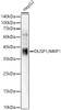 Western blot analysis of HepG2, using DUSP1/MKP1 antibody (CAB22201) at1:2000 dilution. Secondary antibody: HRP Goat Anti-Rabbit IgG (H+L) at 1:10000 dilution. Lysates/proteins: 25μg per lane. Blocking buffer: 3% nonfat dry milk in TBST.