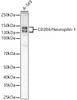 Western blot analysis of A-549, using Neuropilin-1 (NRP1) antibody (CAB22213) at1:2000 dilution. Secondary antibody: HRP Goat Anti-Rabbit IgG (H+L) at 1:200000 dilution. Lysates/proteins: 25μg per lane. Blocking buffer: 3% nonfat dry milk in TBST.