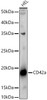 Western blot analysis of HEL, using CD42a antibody (CAB22234) at 1:600 dilution. Secondary antibody: HRP Goat Anti-Rabbit IgG (H+L) at 1:10000 dilution. Lysates/proteins: 25μg per lane. Blocking buffer: 3% nonfat dry milk in TBST.