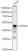 Western blot analysis of HeLa, using PTPN1 antibody (CAB22243) at 1:600 dilution. Secondary antibody: HRP Goat Anti-Rabbit IgG (H+L) at 1:10000 dilution. Lysates/proteins: 25μg per lane. Blocking buffer: 3% nonfat dry milk in TBST.