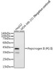 Western blot analysis of extracts of various cell lines, using Pepsinogen II (PG II) Rabbit mAb (CAB22281) at1:2000 dilution. Secondary antibody: HRP Goat Anti-Rabbit IgG (H+L) at1:10000 dilution. Lysates/proteins: 25μg per lane. Blocking buffer: 3% nonfat dry milk in TBST.