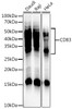 Western blot analysis of various lysates, using CD83 Rabbit mAb (CAB22379) at 1:3000 dilution. Secondary antibody: HRP Goat Anti-Rabbit IgG (H+L) at 1:10000 dilution. Lysates/proteins: 25μg per lane. Blocking buffer: 3% nonfat dry milk in TBST.