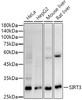 Western blot analysis of extracts of various cell lines, using SIRT3 antibody (CAB22409) at1:1000 dilution. Secondary antibody: HRP Goat Anti-Rabbit IgG (H+L) at1:10000 dilution. Lysates/proteins: 25μg per lane. Blocking buffer: 3% nonfat dry milk in TBST.