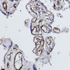 Immunohistochemistry analysis of paraffin-embedded human placenta using Tryptophanyl-tRNA synthetase 1 Rabbit mAb (CAB22440) at dilution of 1:100 (40x lens). Perform high pressure antigen retrieval with 10 mM citrate buffer pH 6. 0 before commencing with IHC staining protocol.