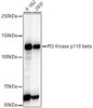 Western blot analysis of various lysates, using PI3 Kinase p110 beta antibody (CAB22467) at 1:2000 dilution. Secondary antibody: HRP Goat Anti-Rabbit IgG (H+L) at 1:10000 dilution. Lysates/proteins: 25μg per lane. Blocking buffer: 3% nonfat dry milk in TBST.
