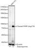 Western blot analysis of NIH/3T3, using Cleaved PARP (Asp214) Rabbit pAb (CAB22535) at 1:400 dilution. NIH/3T3 cells were treated by staurosporine(1 uM) for 3 hour. Secondary antibody: HRP Goat Anti-Rabbit IgG (H+L) at 1:10000 dilution. Lysates/proteins: 25ug per lane. Blocking buffer: 3% nonfat dry milk in TBST.