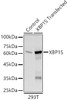 Western blot analysis of various lysates, using XBP1S antibody (CAB22546) at 1:400 dilution. HeLa, C2C12 and cells were treated by TSA (1 uM) at 37℃ for 18 hours. Secondary antibody: HRP Goat Anti-Rabbit IgG (H+L) at 1:10000 dilution. Lysates/proteins: 25μg per lane. Blocking buffer: 3% nonfat dry milk in TBST.