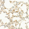 Immunohistochemistry analysis of paraffin-embedded mouse lung using IL7 Rabbit mAb (CAB22562) at dilution of 1:100 (40x lens). Perform high pressure antigen retrieval with 10 mM citrate buffer pH 6. 0 before commencing with IHC staining protocol.