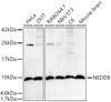 Western blot analysis of various lysates, using NEDD8 antibody (CAB22568) at 1:20000 dilution. Secondary antibody: HRP Goat Anti-Rabbit IgG (H+L) at 1:10000 dilution. Lysates/proteins: 25μg per lane. Blocking buffer: 3% nonfat dry milk in TBST.