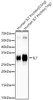 Western blot analysis of various lysates, using IL7 antibody (CAB22570) at 1:30000 dilution. Secondary antibody: HRP Goat Anti-Rabbit IgG (H+L) at 1:10000 dilution. Lysates/proteins: 25μg per lane. Blocking buffer: 3% nonfat dry milk in TBST.