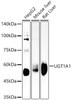Western blot analysis of various lysates, using UGT1A1 antibody (CAB22609) at 1:4000 dilution. Secondary antibody: HRP Goat Anti-Rabbit IgG (H+L) at 1:10000 dilution. Lysates/proteins: 25μg per lane. Blocking buffer: 3% nonfat dry milk in TBST.