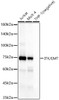 Western blot analysis of various lysates, using ITK/EMT antibody (CAB22617) at 1:5000 dilution. Secondary antibody: HRP Goat Anti-Rabbit IgG (H+L) at 1:10000 dilution. Lysates/proteins: 25μg per lane. Blocking buffer: 3% nonfat dry milk in TBST.