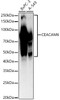 Western blot analysis of extracts of various lysates, using CEACAM6 antibody (CAB22671) at 1:2000 dilution. Secondary antibody: HRP Goat Anti-Rabbit IgG (H+L) at 1:10000 dilution. Lysates/proteins: 25μg per lane. Blocking buffer: 3% nonfat dry milk in TBST.