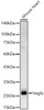 Western blot analysis of Mouse heart, using Vegfa antibody (CAB22678) at 1:900 dilution. Secondary antibody: HRP Goat Anti-Rabbit IgG (H+L) at 1:10000 dilution. Lysates/proteins: 25μg per lane. Blocking buffer: 3% nonfat dry milk in TBST.